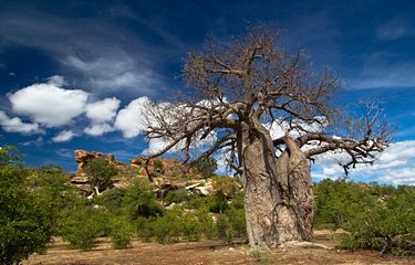 Baobab dans le parc national Mapungubwe