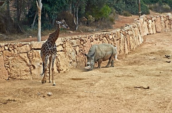 Vivre avec les animaux au zoo biblique de Jérusalem