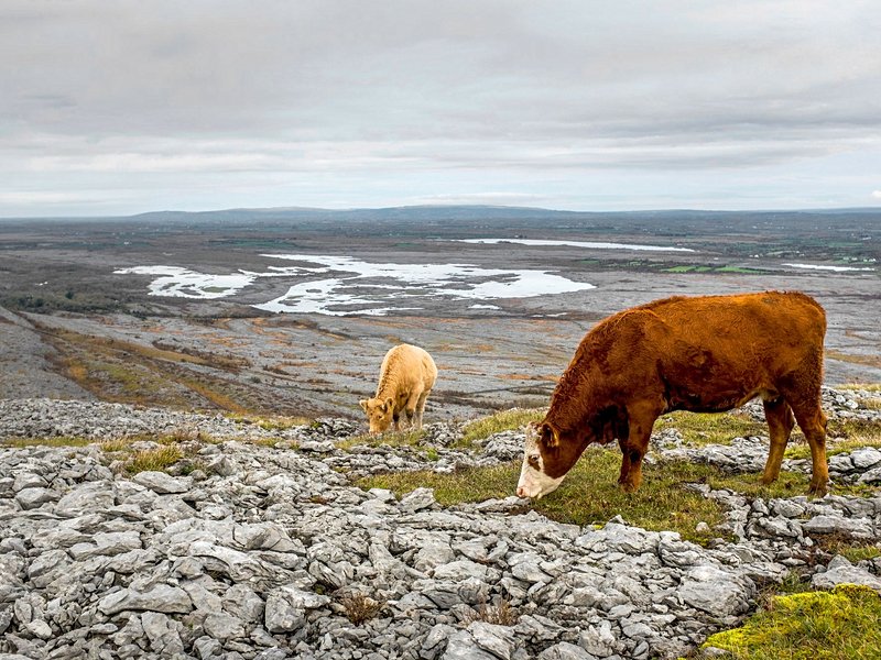 Parc national du Burren