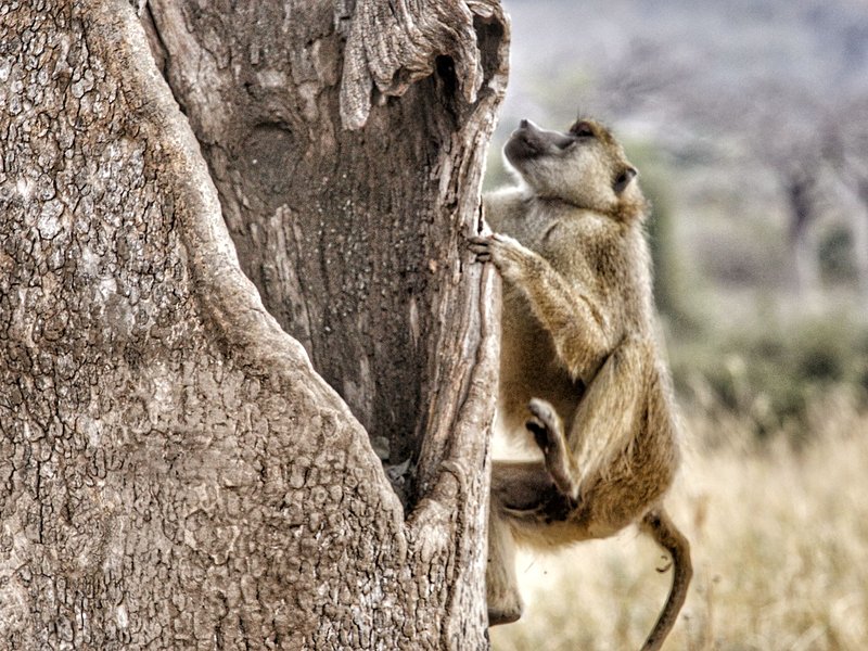 Parc national de Ruaha