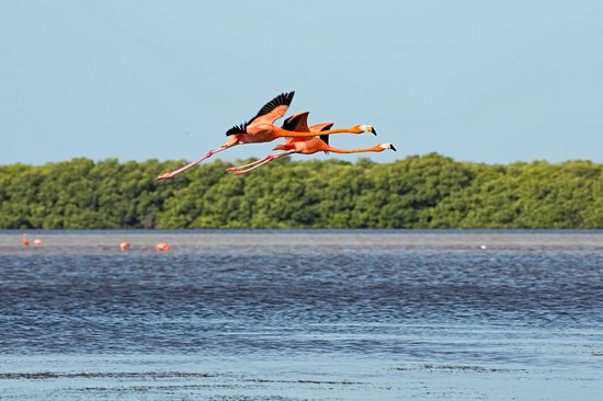Excursion à Celestún