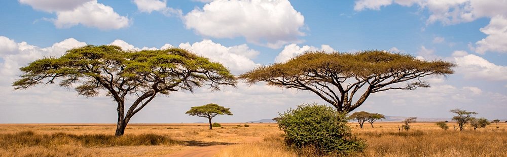 Le parc national du Serengeti