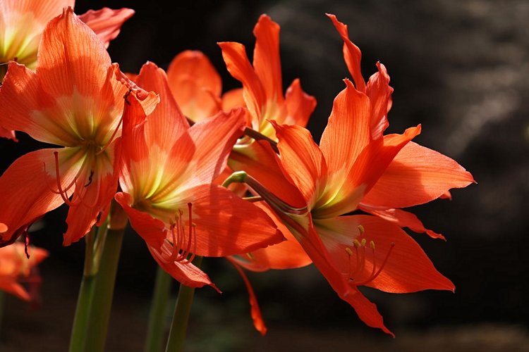 Amaryllis