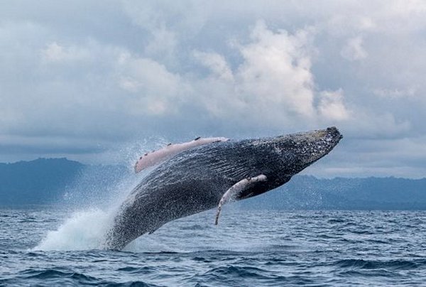 Rencontrer les baleines à bosses à Nuqui