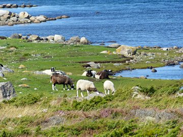 Parc national de Kosterhavet
