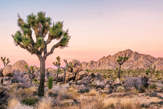 Parc national de Joshua Tree
