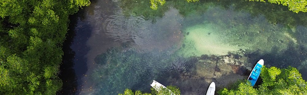 Faire du kayak dans la mangrove