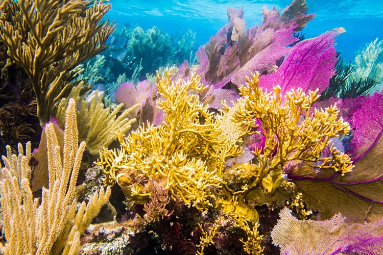 Faire de la plongée sur le récif de la Riviera Maya 2