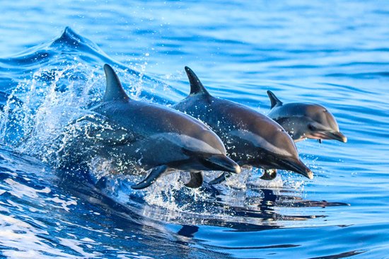 Les dauphins de Honaunau