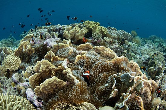 Wakatobi