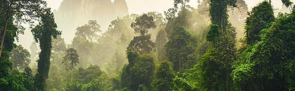 Partir en randonnée dans la forêt du parc