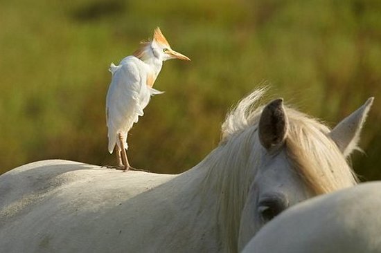 Observer des centaines d’oiseaux sauvages