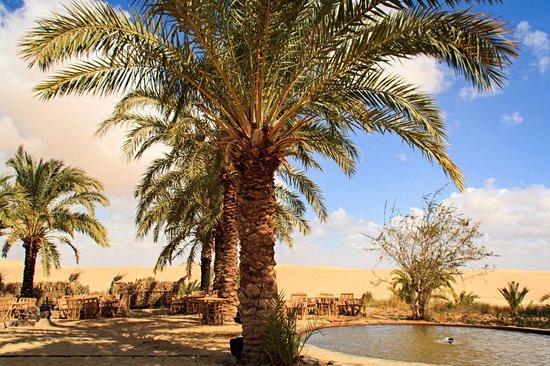 Oasis Siwa