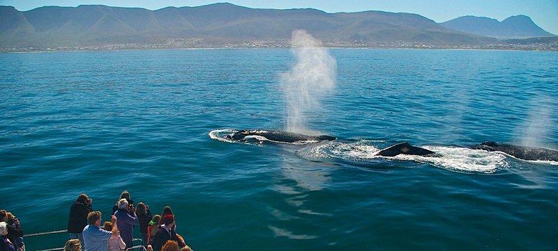 Observation des baleines à Hermanus
