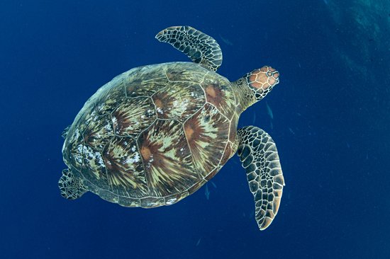 Sulawesi