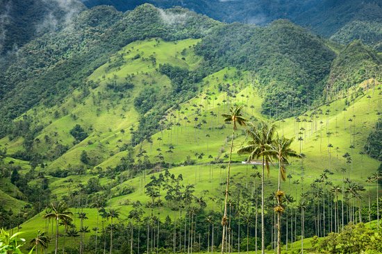 Vallée de la Cocora