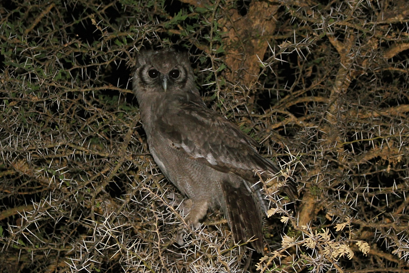 Connaître l'adrénaline d'un safari nocturne