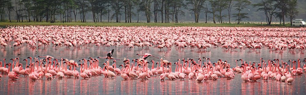 Lac Nakuru
