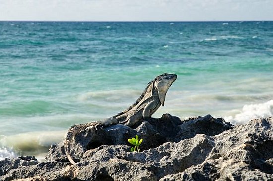 Observer les animaux dans leur habitat naturel 