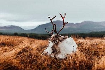 Aviemore