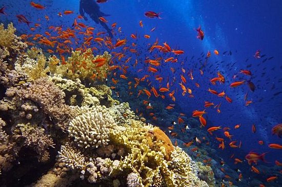 Plonger avec des poissons exotiques