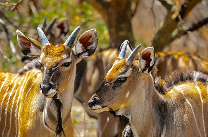 Aller à la rencontre de la faune sauvage 