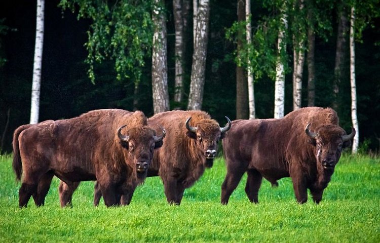 Bisons
