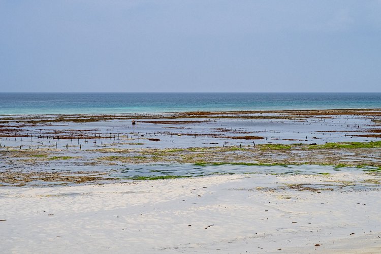 Le Seaweed Center, sur l’île de Zanzibar 2