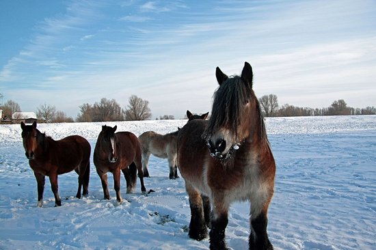 Parc national De Biesbosch
