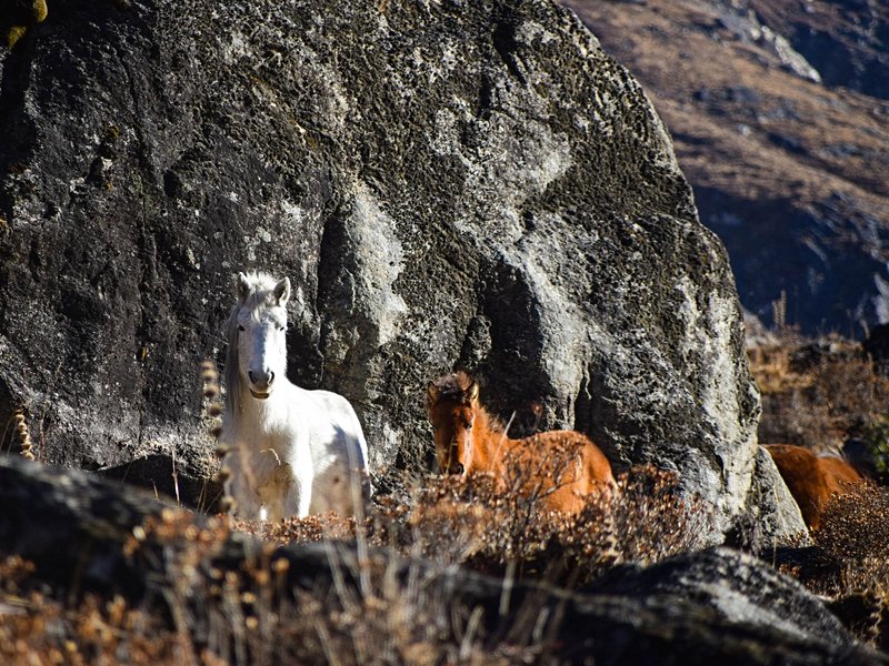 Trek au Langtang