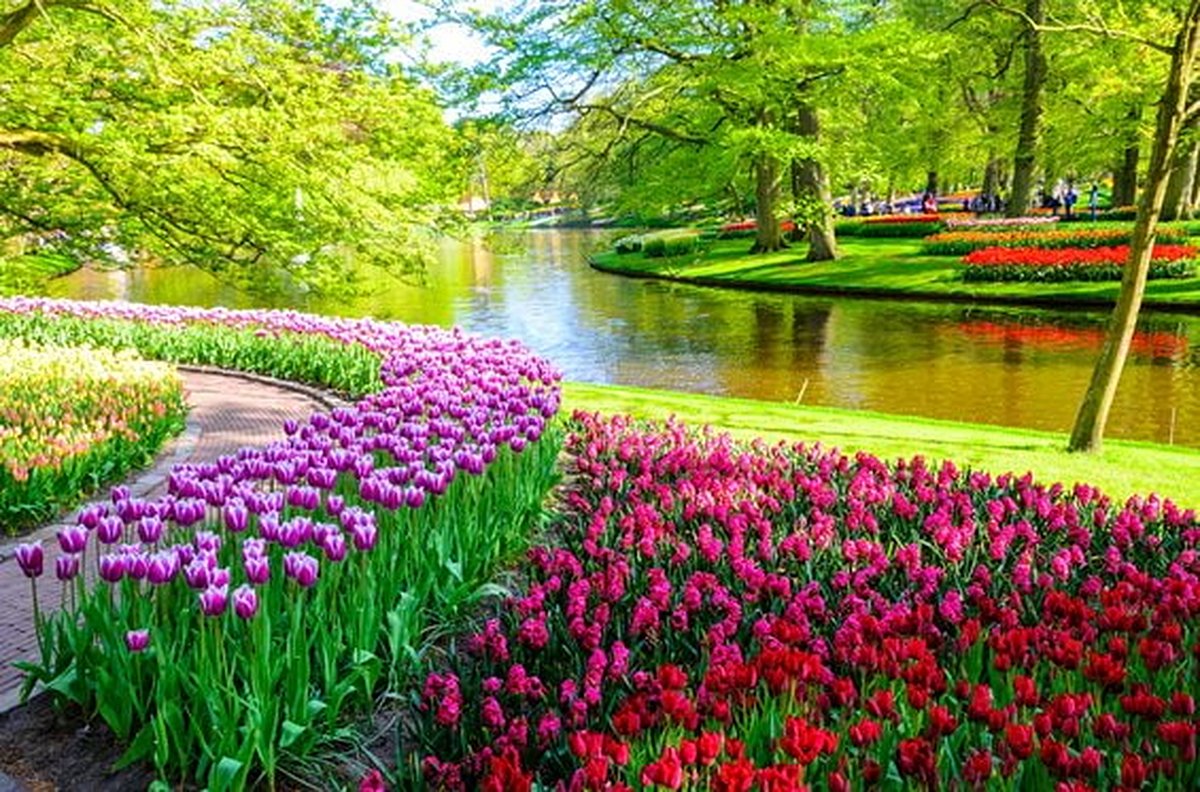 Se perdre au milieu des tulipes du Keukenhof