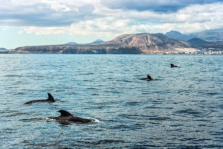 Voir les baleines et les dauphins en voilier