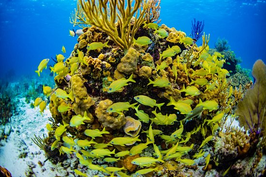 Barrière de corail d'Andros