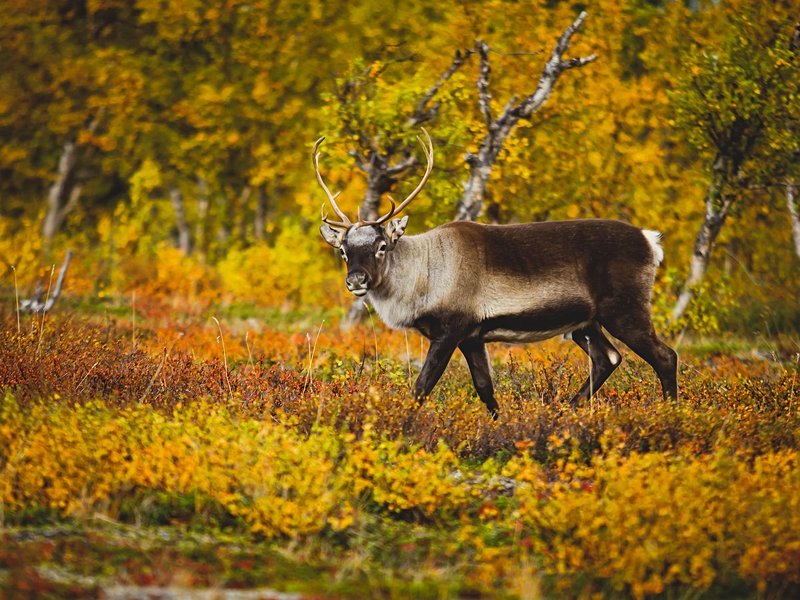Parc national d’Abisko