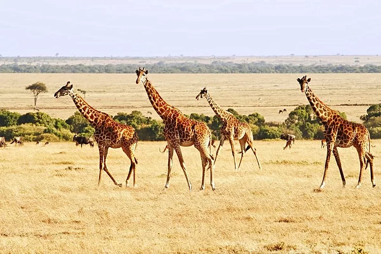 2. Réserve de Masaï Mara - Kenya 4
