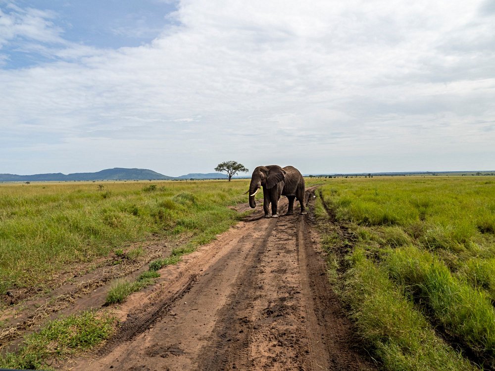 Tanzanie au mois de  février