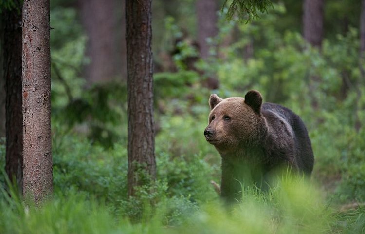 Ours brun 