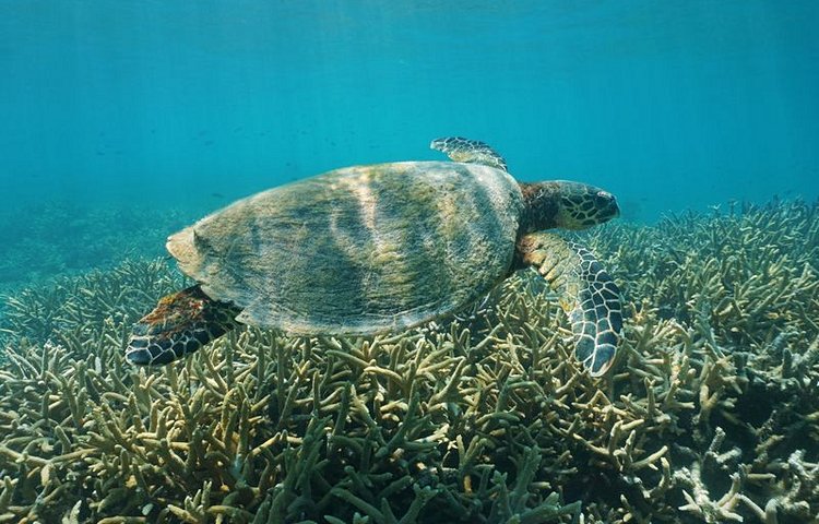 La baie des Tortues