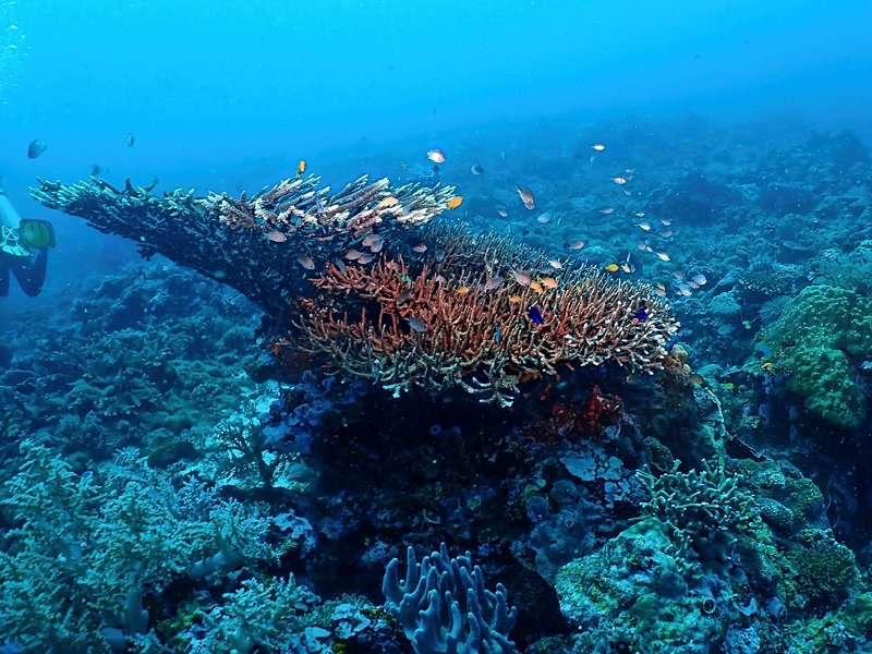 Tubod Marine Sanctuary