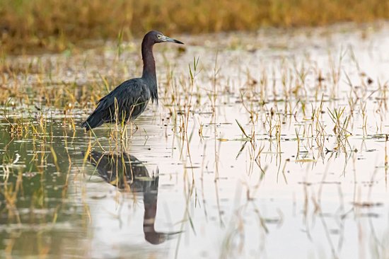 Crooked Tree Wildlife Sanctuary