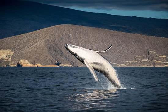 Îles Galápagos
