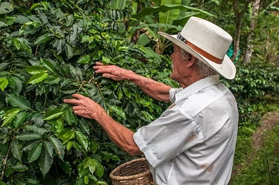 Dénicher les secrets de la culture du café