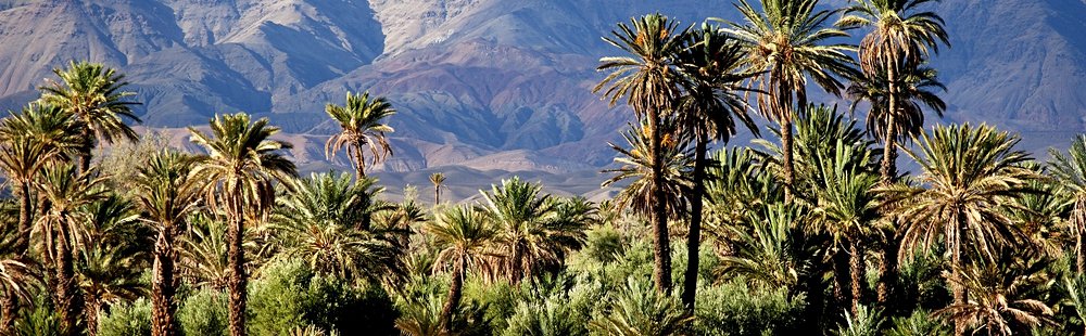 La palmeraie de Skoura