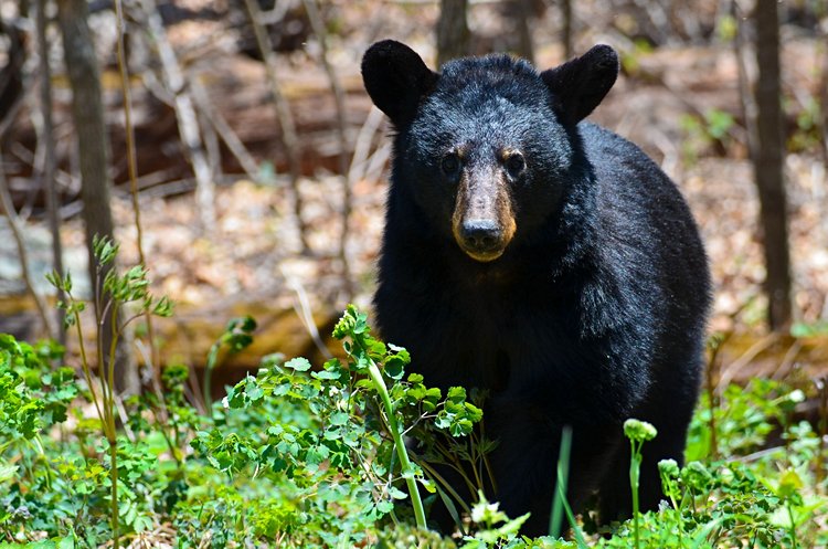 Shenandoah National Park 2