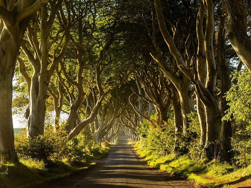 Le phénomène international de Dark Hedges