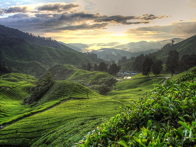 Les Cameron Highlands