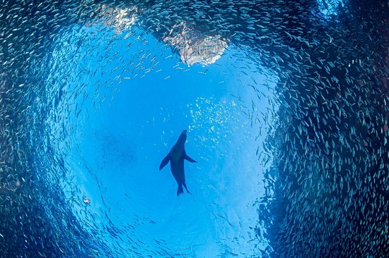Faire du snorkeling avec les otaries