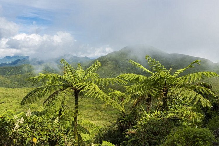 Le volcan de la Soufrière 3
