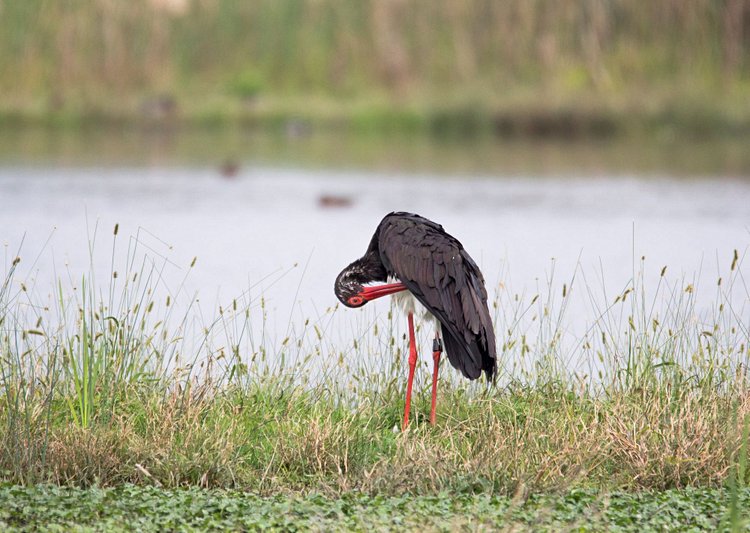 Parc national de la Kéran et la réserve de faune Oti-Mandouri