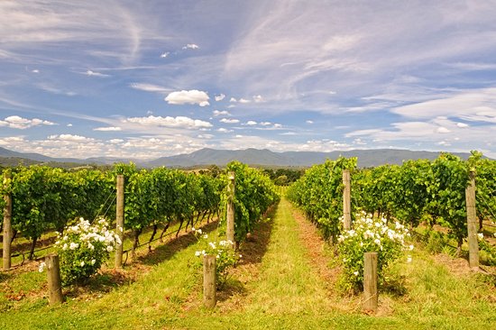Vallée de la Yarra